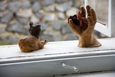 Cat And Hand Stock Photography Cat And Hand Stock Photography