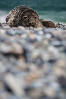 Grey Seal &x28;halichoerus Grypus&x29; Royalty Free Stock Photos Grey Seal &x28;halichoerus Grypus&x29; Royalty Free Stock Photos