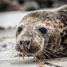 Grey Seal &x28;halichoerus Grypus&x29; Royalty Free Stock Photos Grey Seal &x28;halichoerus Grypus&x29; Royalty Free Stock Photos