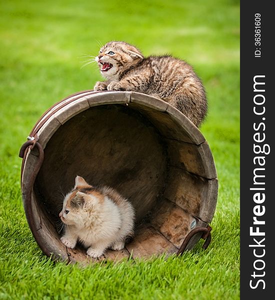 Domestic cat in the garden