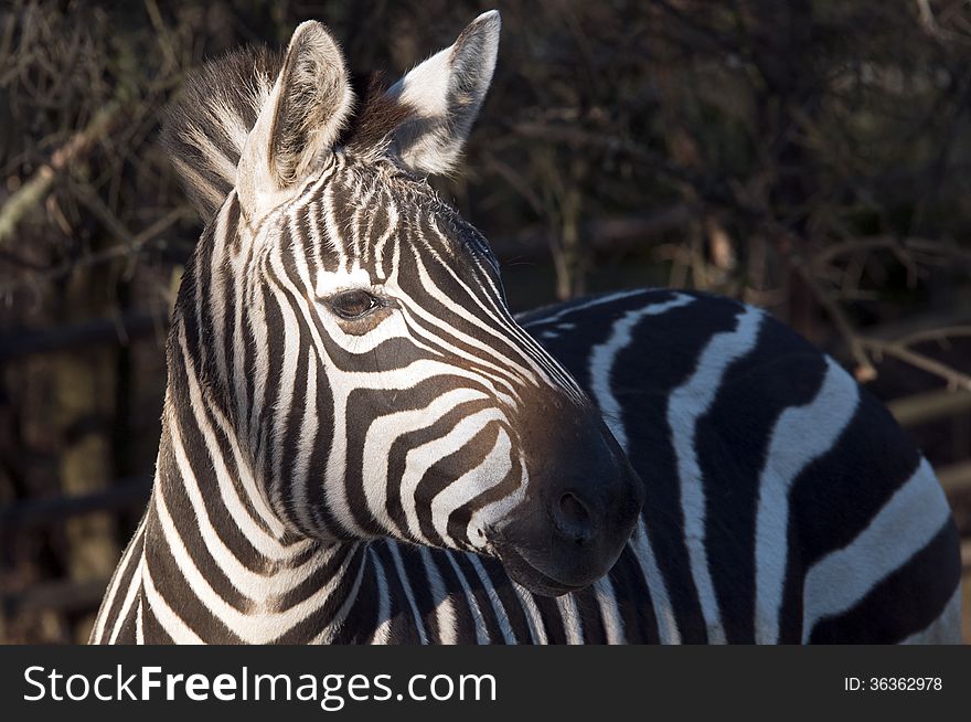 A closeup of the head of a zebra