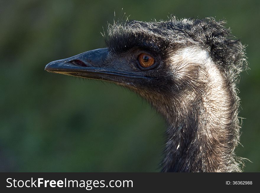 A closeup of the head of an emu