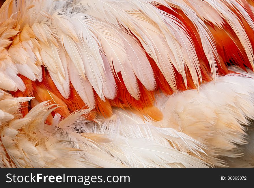 A closeup of feathers of a bird. (Flamingo)