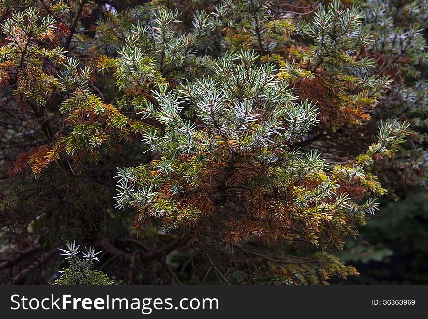 Coniferous juniper bushes in autumn colours in october