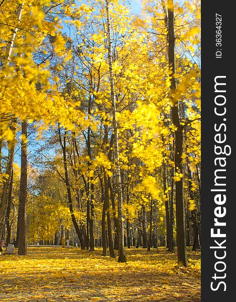 Maple trees with yellow leaves in autumn city park. Maple trees with yellow leaves in autumn city park