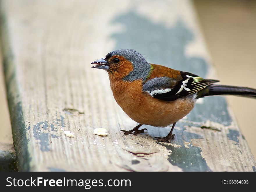 Sparrow bird standing on a wooden table