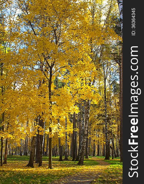 Maple trees with yellow leaves in autumn city park. Maple trees with yellow leaves in autumn city park