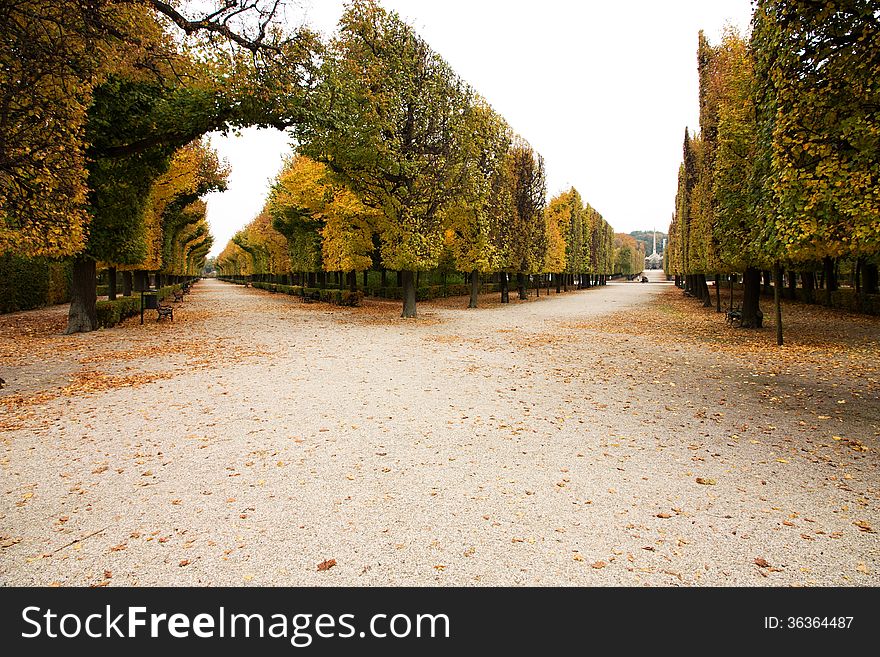Aesthetically trimmed trees in the castle garden in vienna. Aesthetically trimmed trees in the castle garden in vienna