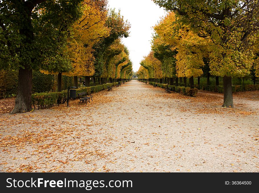 Aesthetically trimmed trees in the castle garden in vienna. Aesthetically trimmed trees in the castle garden in vienna