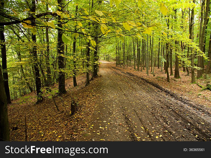 Rutted road in a leafy forest. Rutted road in a leafy forest