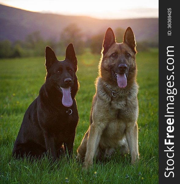 Two German Shepherds in the meadows