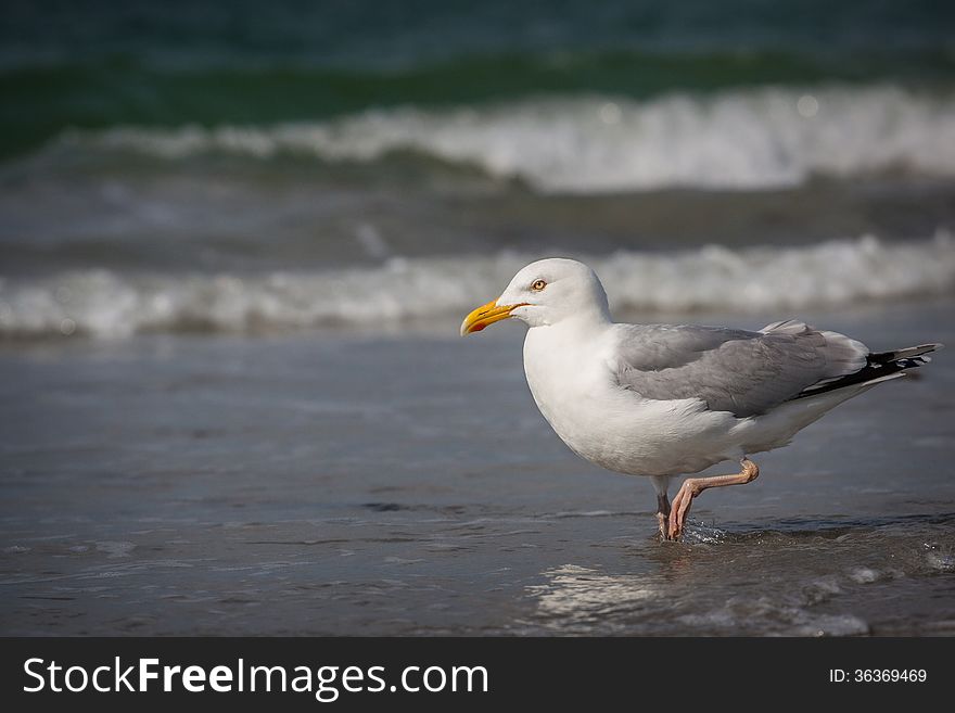 White bird seagull on the ocean.