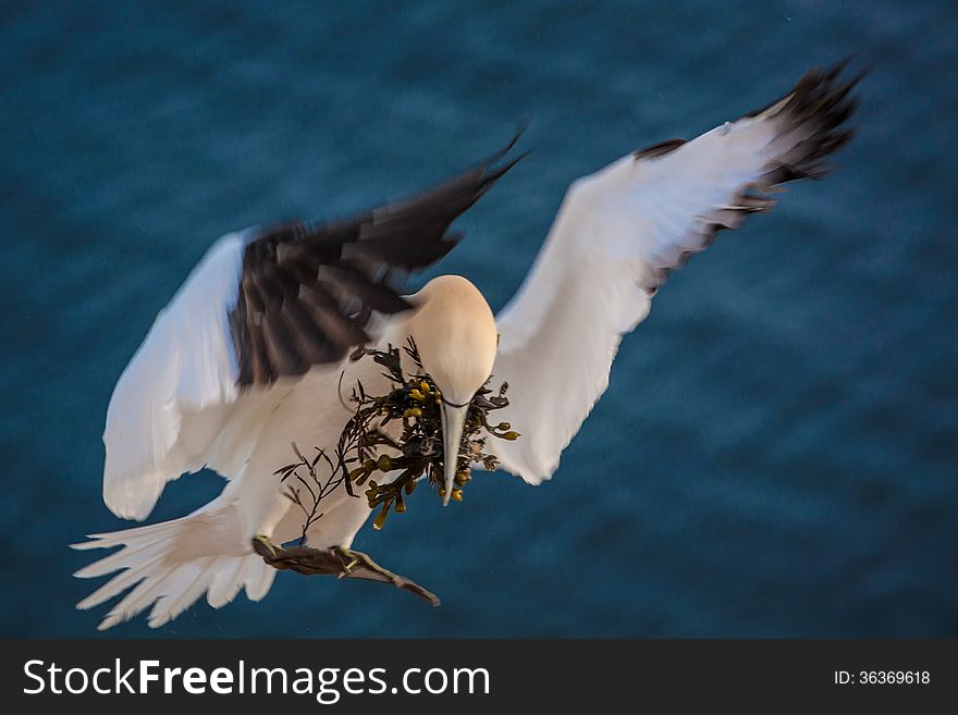 Northern gannet in flight.