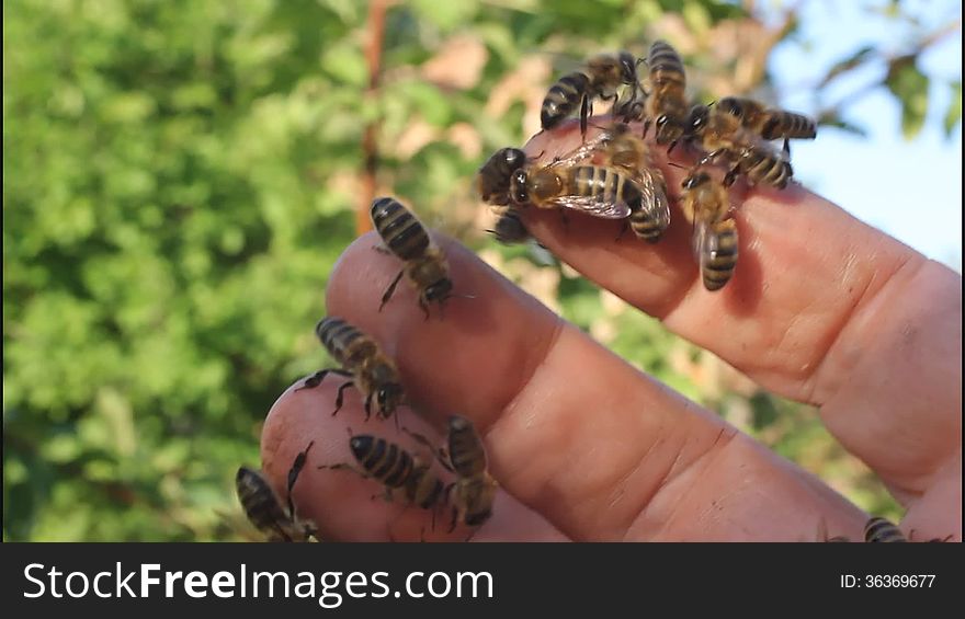 Bees on the fingers