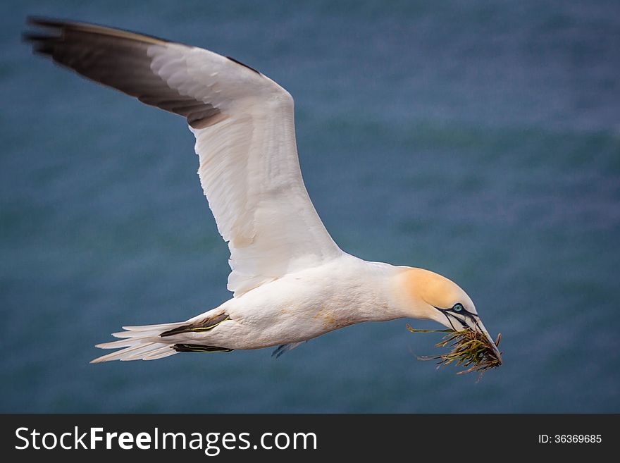 Northern gannet in flight.