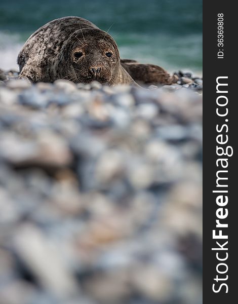 Grey seal (halichoerus grypus) on the beach. Grey seal (halichoerus grypus) on the beach