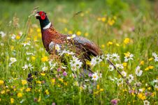 Pheasant Stock Images Pheasant Stock Images