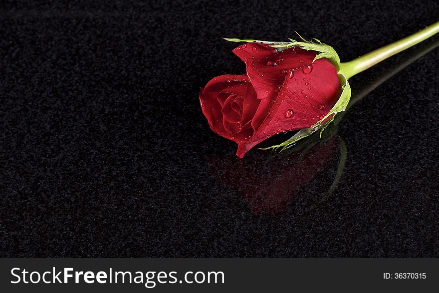 One red rose on ceramic black background