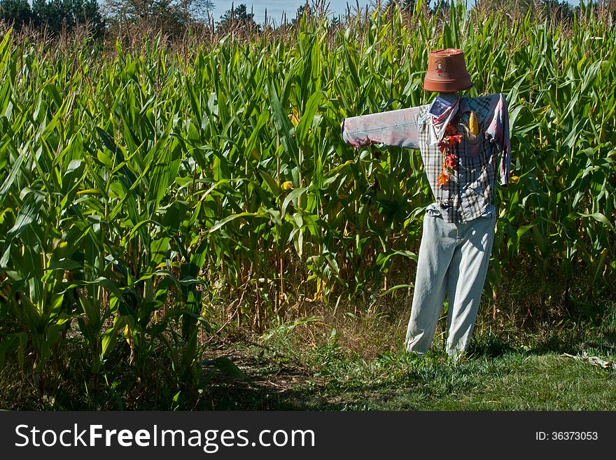 Funny looking scarecrow pointing the way to the corn maze