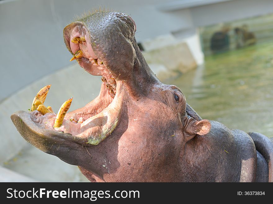 Hippopotamus mouth open waiting for food.