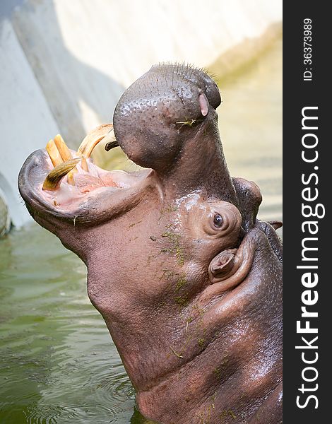 Hippos are hungry for more food