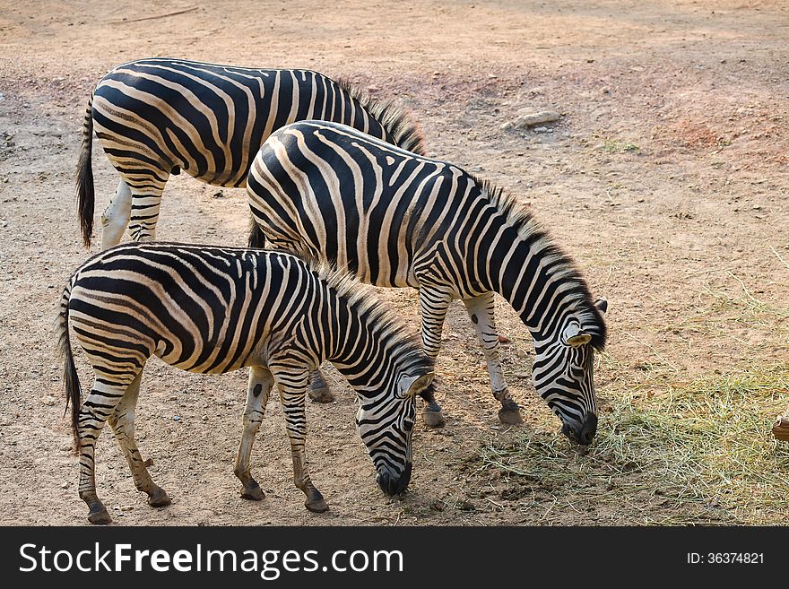 Zebra herd was eating grass for dinner.