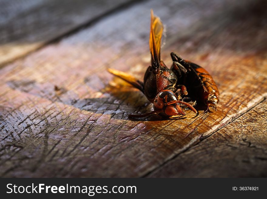 Close up of dead wasp on wooden