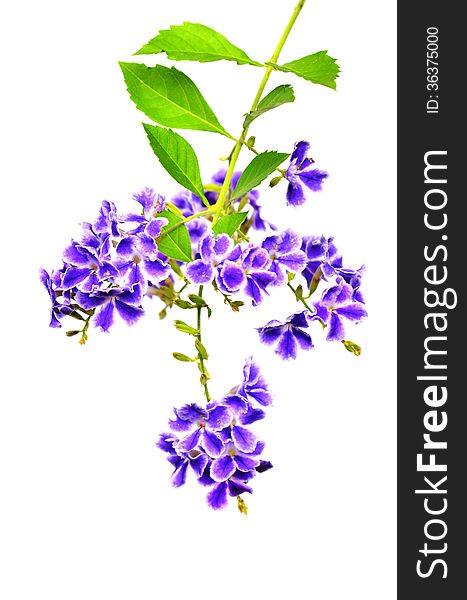 Duranta, Pigeon berry on white background isolated