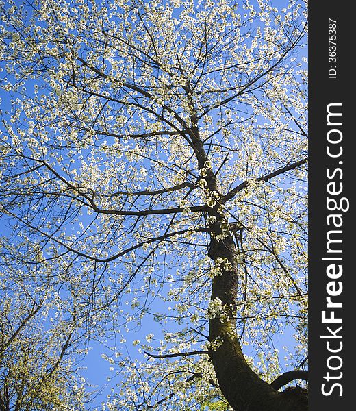 Tall cherry tree blooming by springtime. Tall cherry tree blooming by springtime