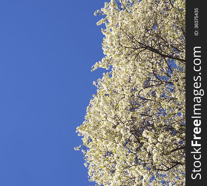 Clear spring sky and spreading blossom tree. Clear spring sky and spreading blossom tree