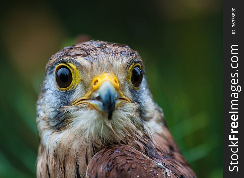 Kestrel portrait in the wild life.