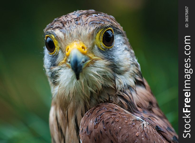 Kestrel portrait in the wild life.