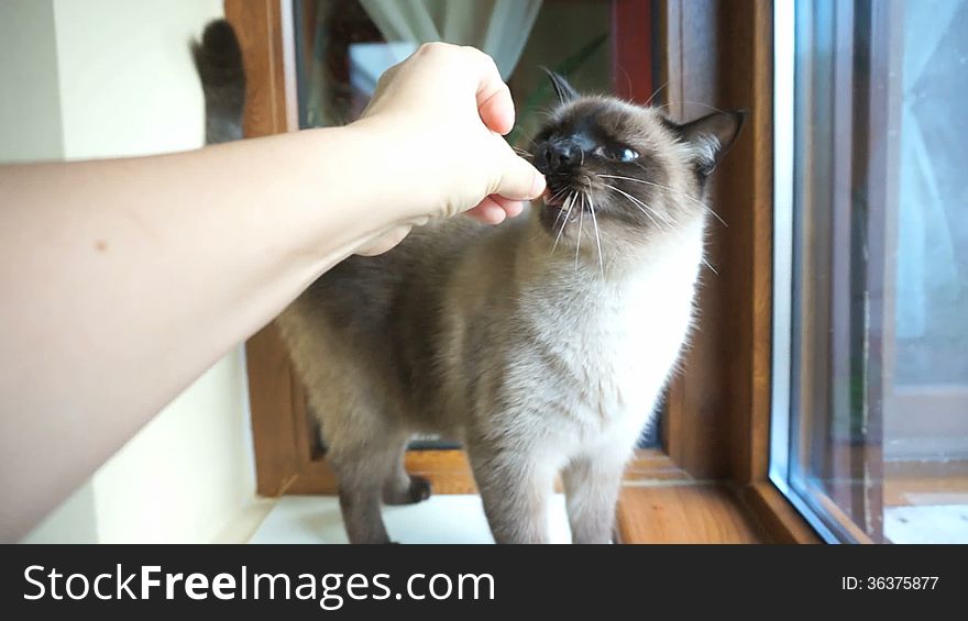 Siamese hungry cat taken food treat