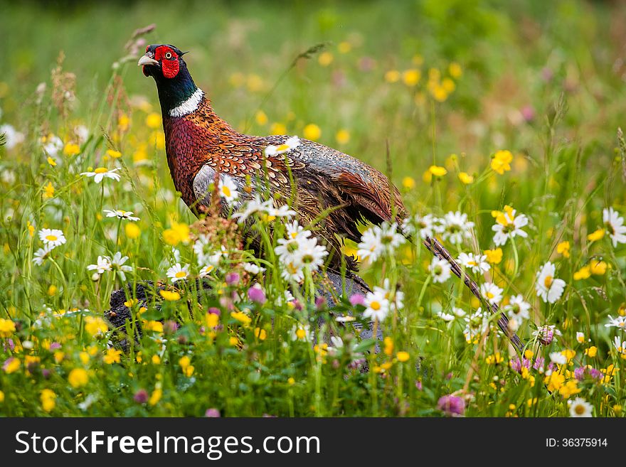 Common pheasant, Phasianus colchicus, single male on log