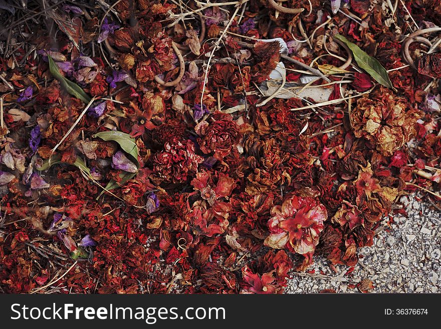 Dried flower buds in a chaotic manner