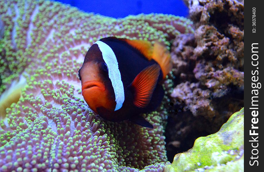 Nemo fish and sea anemone tropical aquarium