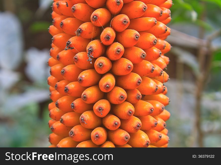 Flora in Thailand, fruit of Amorphophallus campanulatus in forest of Thailand