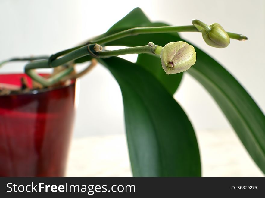 Buds of the orchid phalaenopsis, isolated on white background. Buds of the orchid phalaenopsis, isolated on white background.