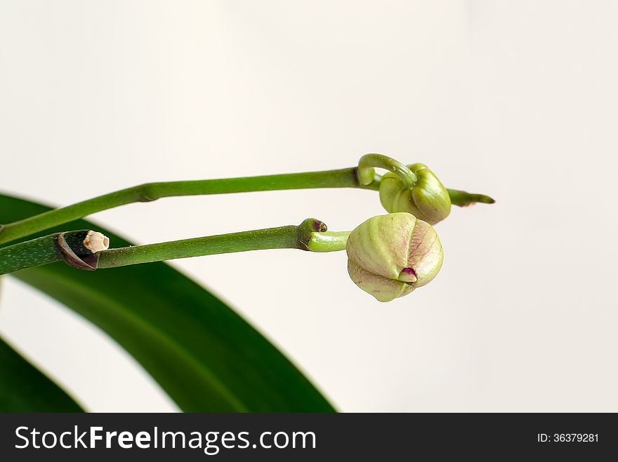 Buds of the orchid phalaenopsis, isolated on white background. Buds of the orchid phalaenopsis, isolated on white background.