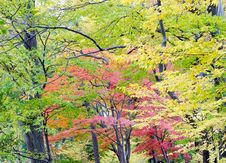 Japanese Maple Leaf In Autumn Season Royalty Free Stock Images Japanese Maple Leaf In Autumn Season Royalty Free Stock Images