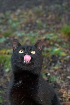 Portrait Of Black Cat Royalty Free Stock Images Portrait Of Black Cat Royalty Free Stock Images