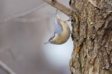 The Eurasian Nuthatch &x28;Sitta Europaea&x29;. Stock Image The Eurasian Nuthatch &x28;Sitta Europaea&x29;. Stock Image