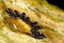 Ants Stock Photo