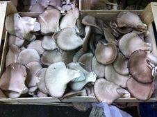 Pleurotus Mushrooms In Crate Stock Images