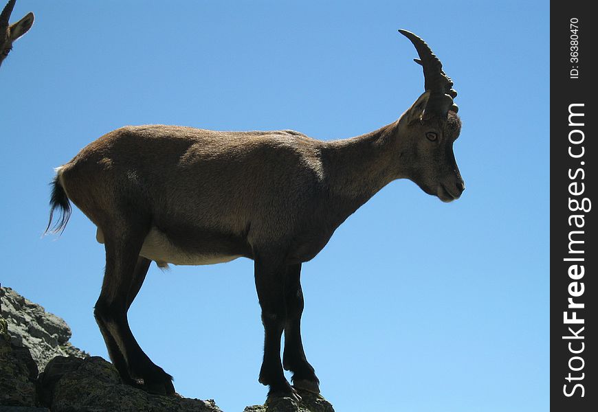 Young Alpine ibex. Alpine ibex is a species of wild goat that lives in the mountains of the European Alps . It is also known as steinbock. Young Alpine ibex. Alpine ibex is a species of wild goat that lives in the mountains of the European Alps . It is also known as steinbock.