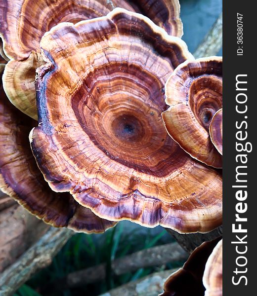 Moshroom: Microporus xanthopus growth on wood