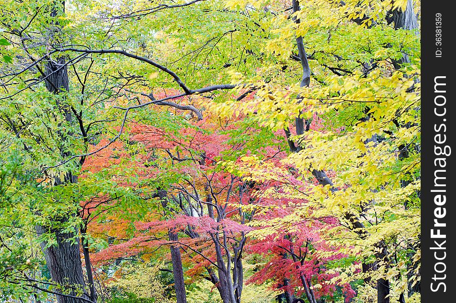 Japanese maple leaf in autumn season