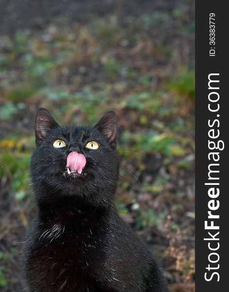 Portrait Of Black Cat