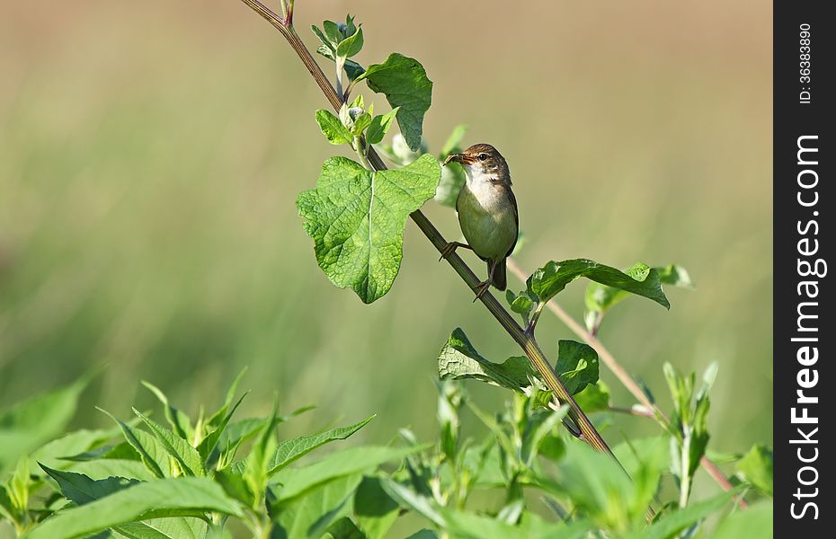 The Common Whitethroat