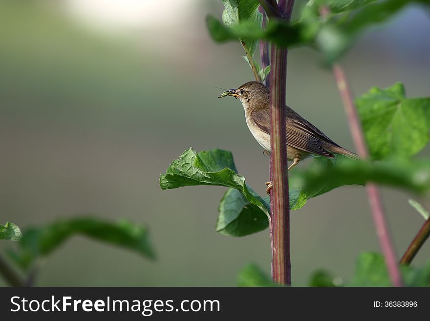 The Common Whitethroat